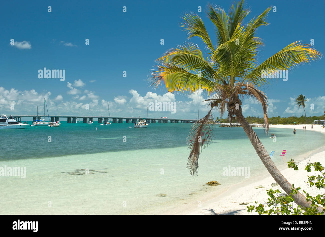 PALM TREE CALUSA spiaggia di Bahia Honda parco dello stato di Bahia Honda Key Florida USA Foto Stock