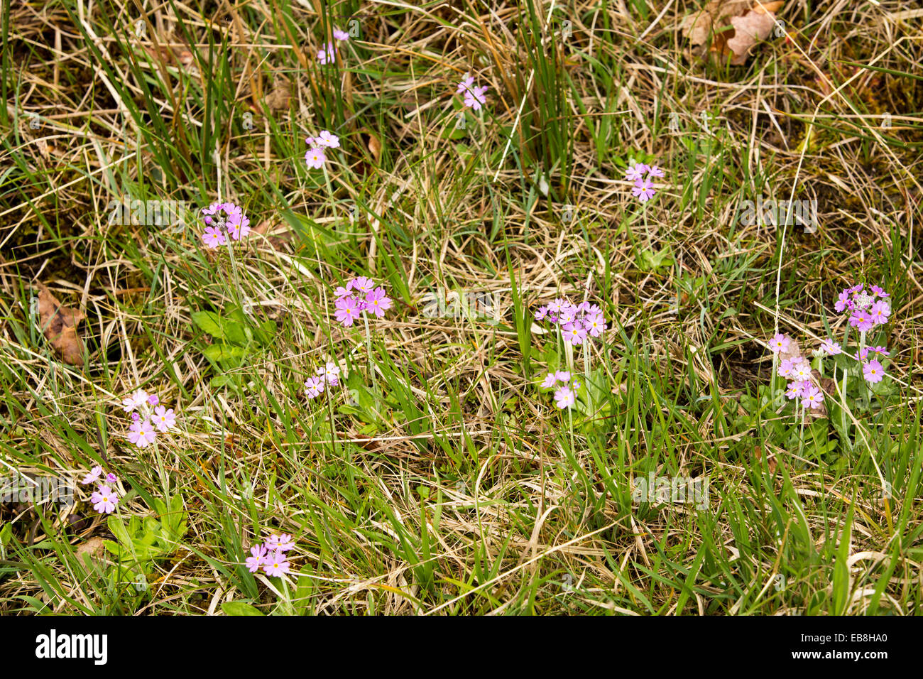 Birds Eye Primrose, Primula farinosa crescente nel distretto del lago, UK. Foto Stock