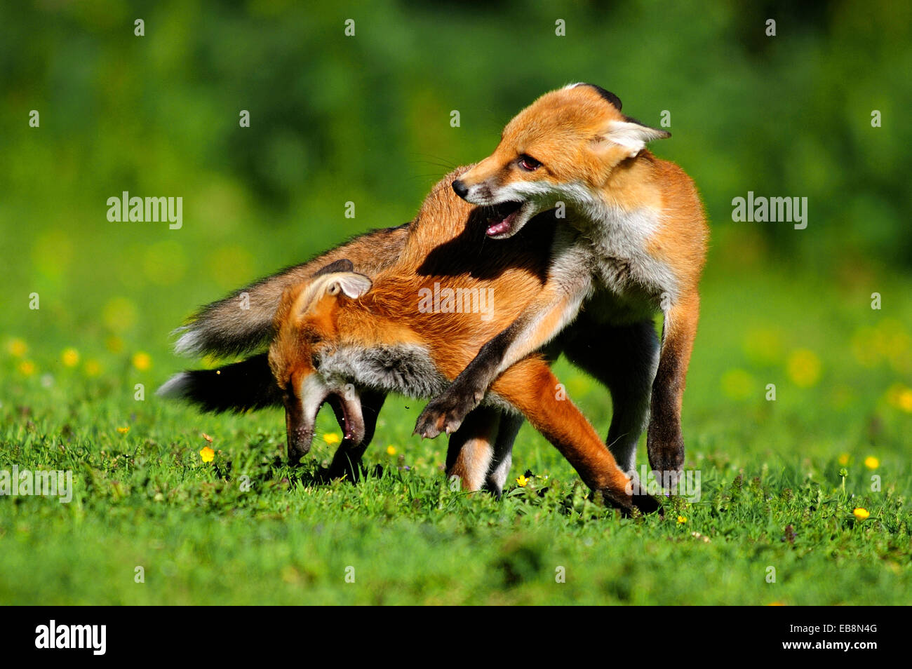 Fox cubs giocando, Dorset, Regno Unito Giugno 2009 Foto Stock