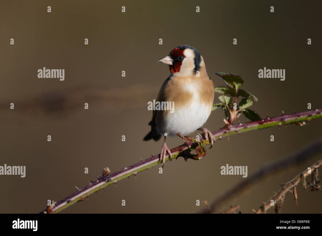 Un cardellino su un rovo REGNO UNITO Foto Stock
