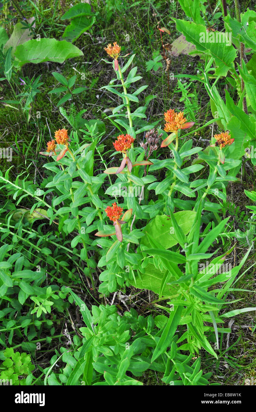 La vegetazione selvaggia degli Urali polari, Golden root (Rhodiola rosea). La Repubblica di Komi, Russia. Foto Stock