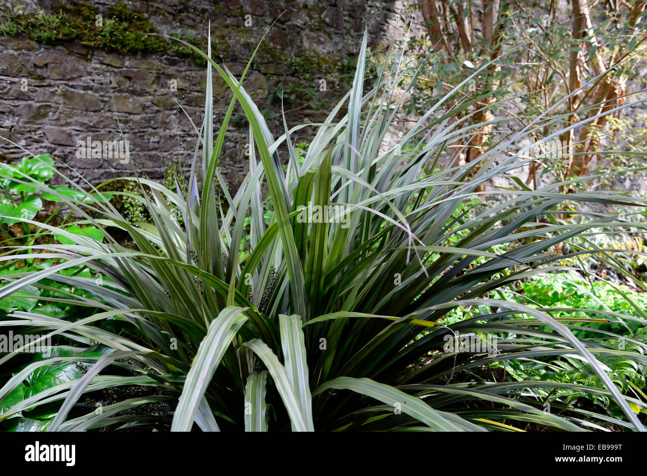 Astelia fragrans bush lily bush lino kakaha foglie verdi fronde ornamentali erbe erba impianto architettonico piantagione Foto Stock