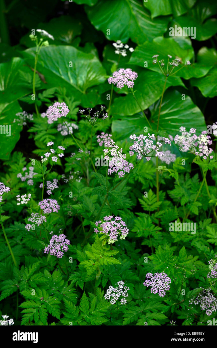 Chaerophyllum hirsutum roseum hairy cerfoglio closeup ritratti pianta piccola rosa pallido fiori viola perennials della messa a fuoco selettiva Foto Stock