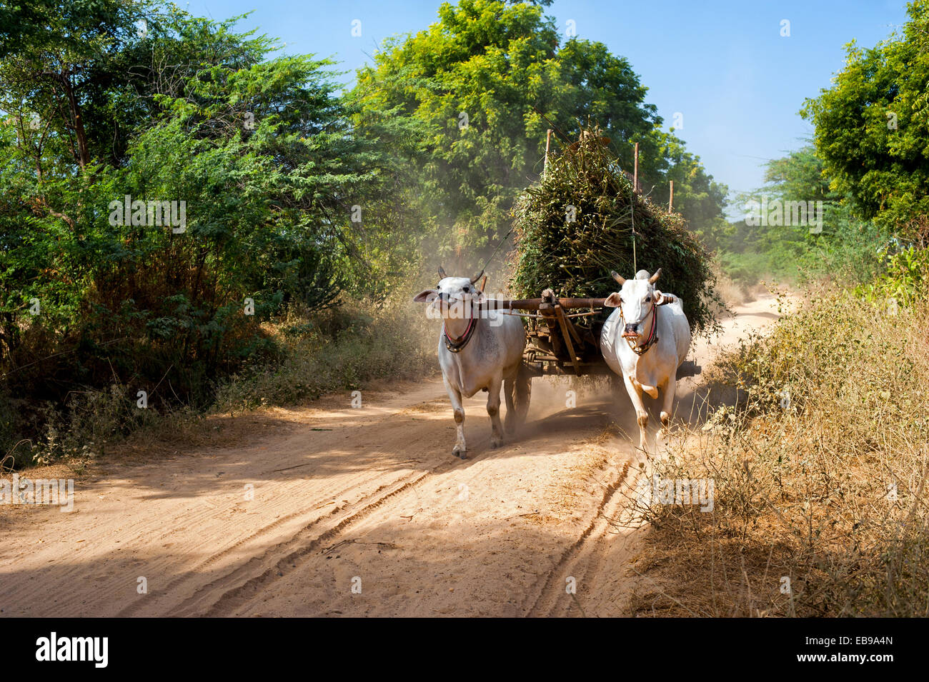 Incredibile paesaggio rurale con due buoi bianchi tirando il carrello con fieno sulla strada polverosa e uomo asiatico di equitazione. Myanmar (Birmania) Foto Stock