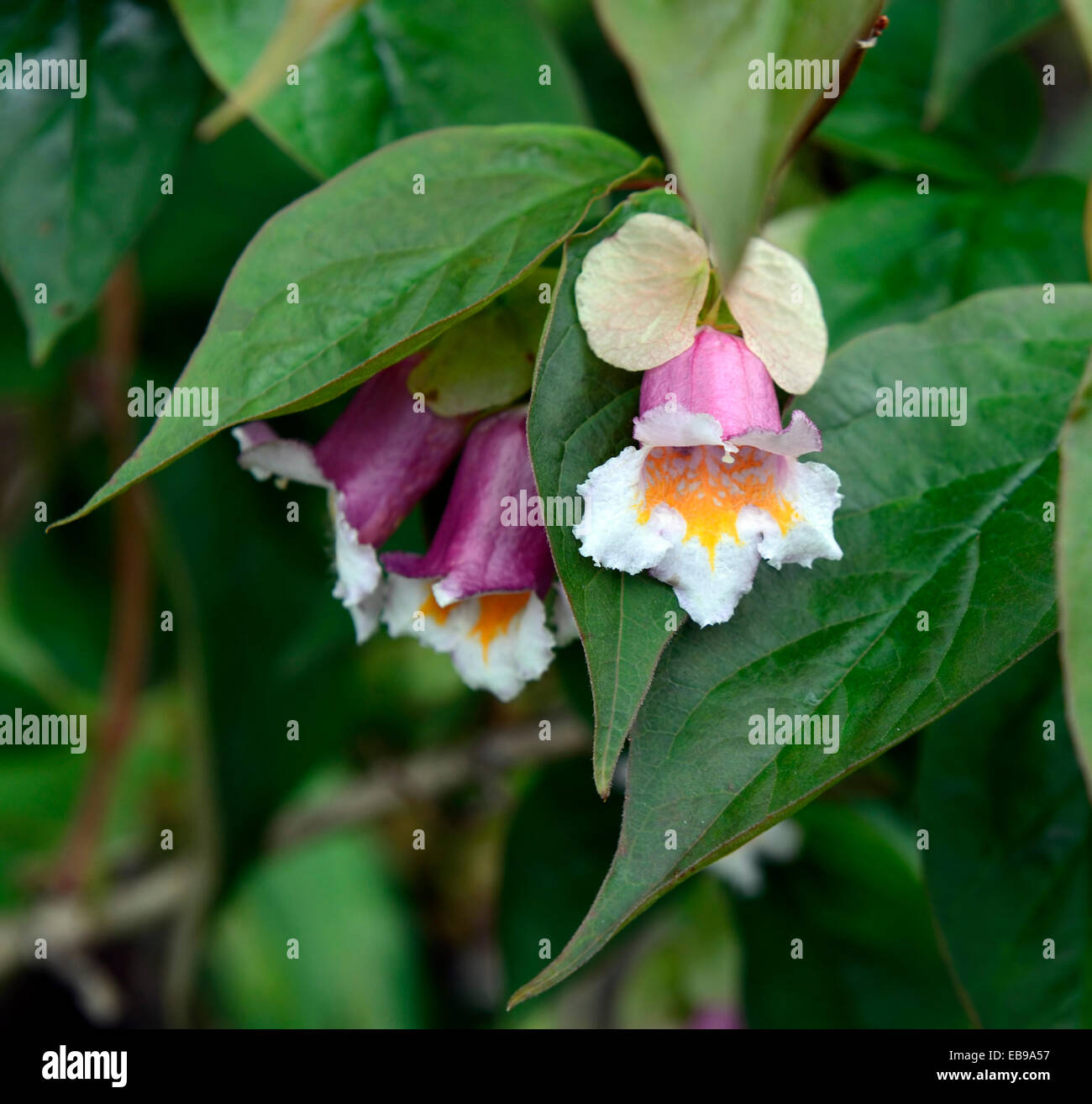 Dipelta ventricosa rosa bianco fiore fiori fioritura arbusti arbusto molla floreale RM Foto Stock