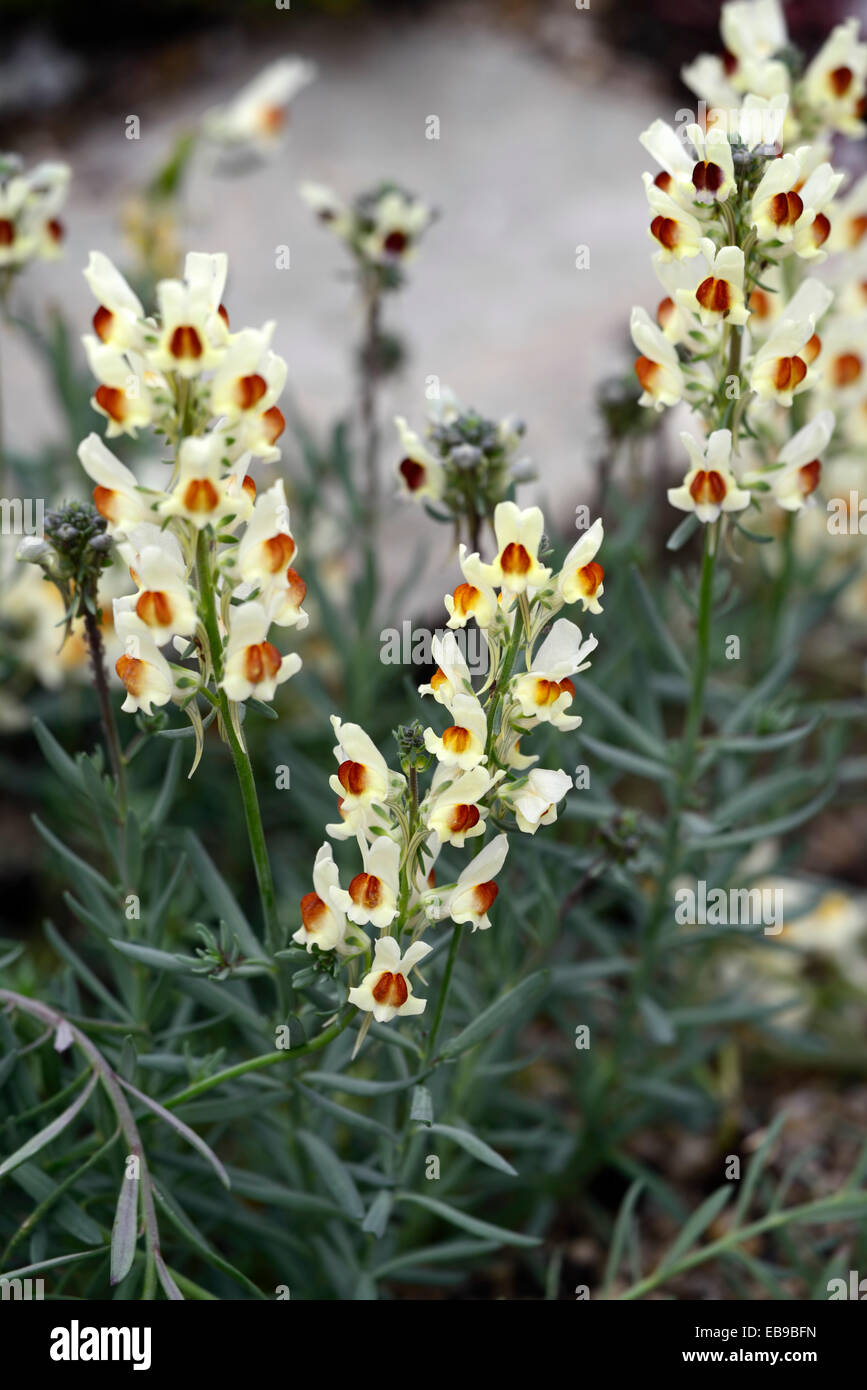 Linaria alpina toadflax alpine white fiore fiori fioritura delle piante floreali RM Foto Stock
