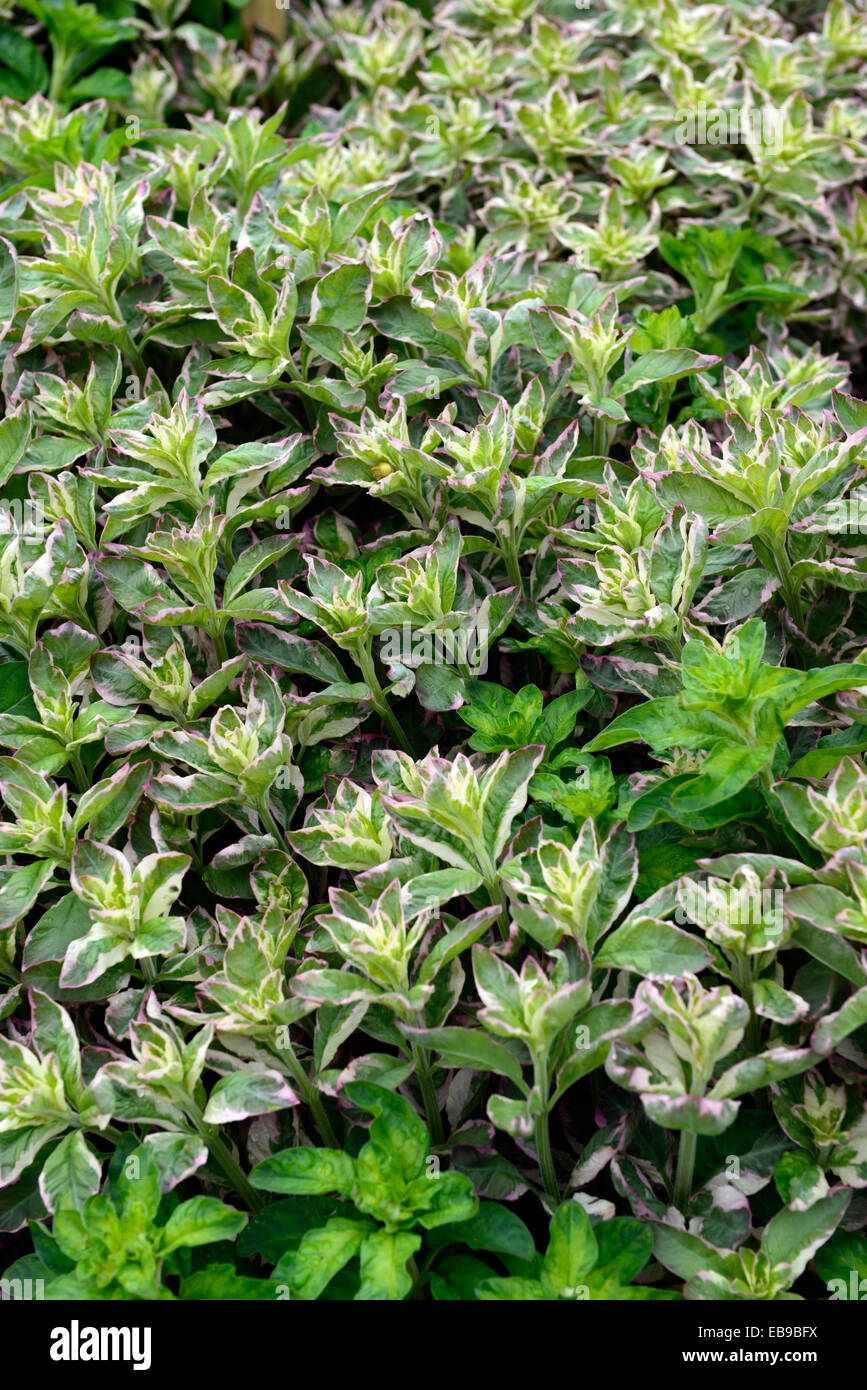 Lysimachia punctata alexander variegato variegare fogliame denso molla del coperchio nuova crescita floreale RM Foto Stock