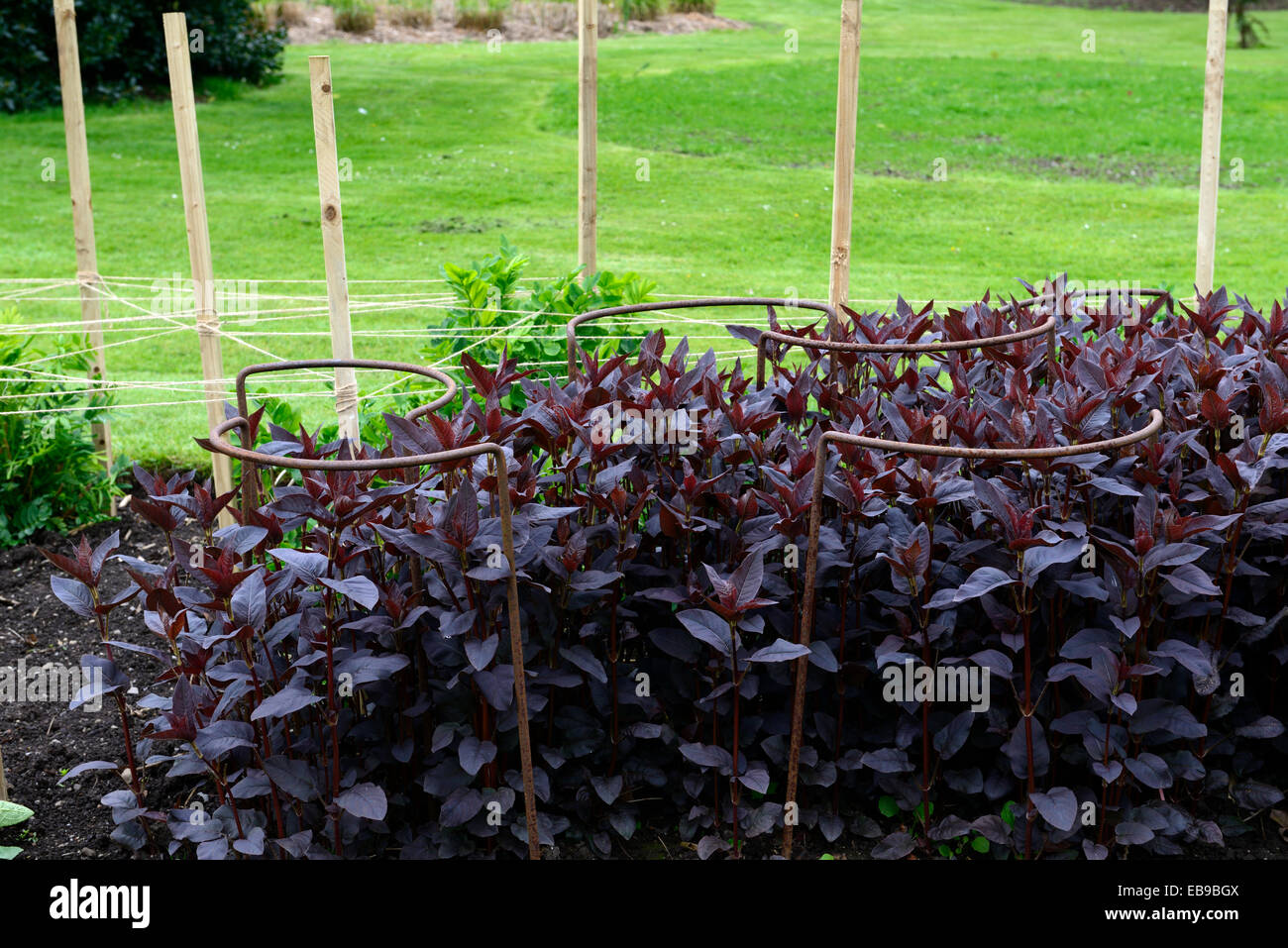 Anello in metallo supporto portante una nuova crescita in luogo del giardinaggio giardino piantagione schema floreale RM Foto Stock