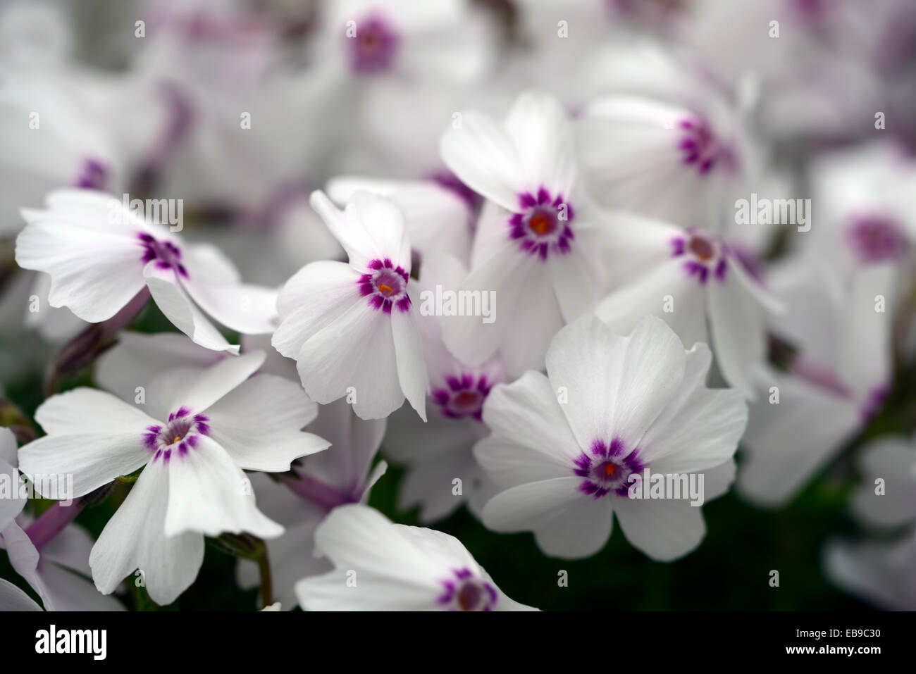 Phlox subulata Amazing Grace bianco rosa impianto ritratti approfondimento fiori piante fiorite perenni mat formando groundcover floreale RM Foto Stock