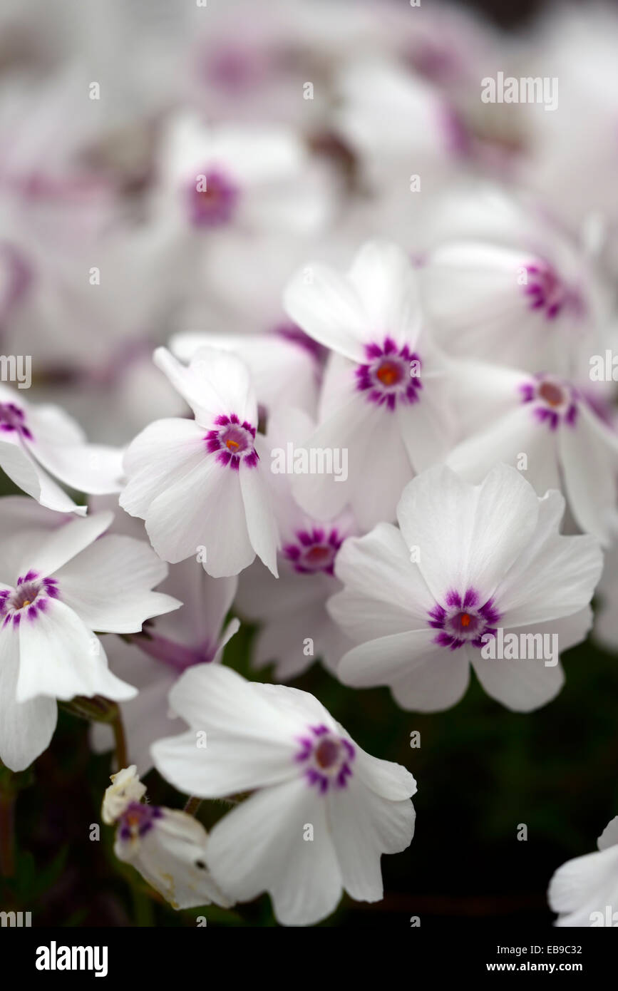 Phlox subulata Amazing Grace bianco rosa impianto ritratti approfondimento fiori piante fiorite perenni mat formando groundcover floreale RM Foto Stock