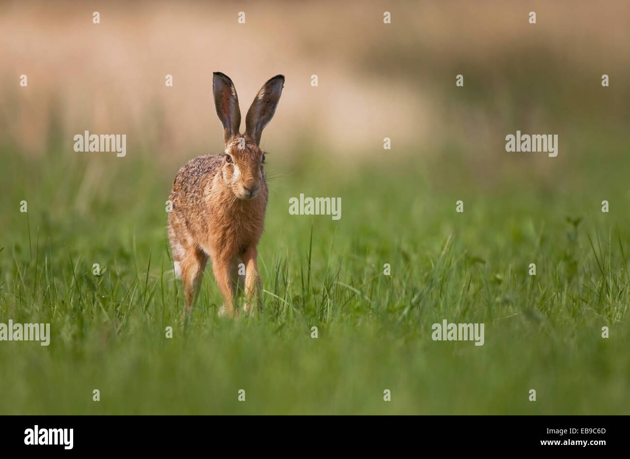 Lepre marrone Foto Stock