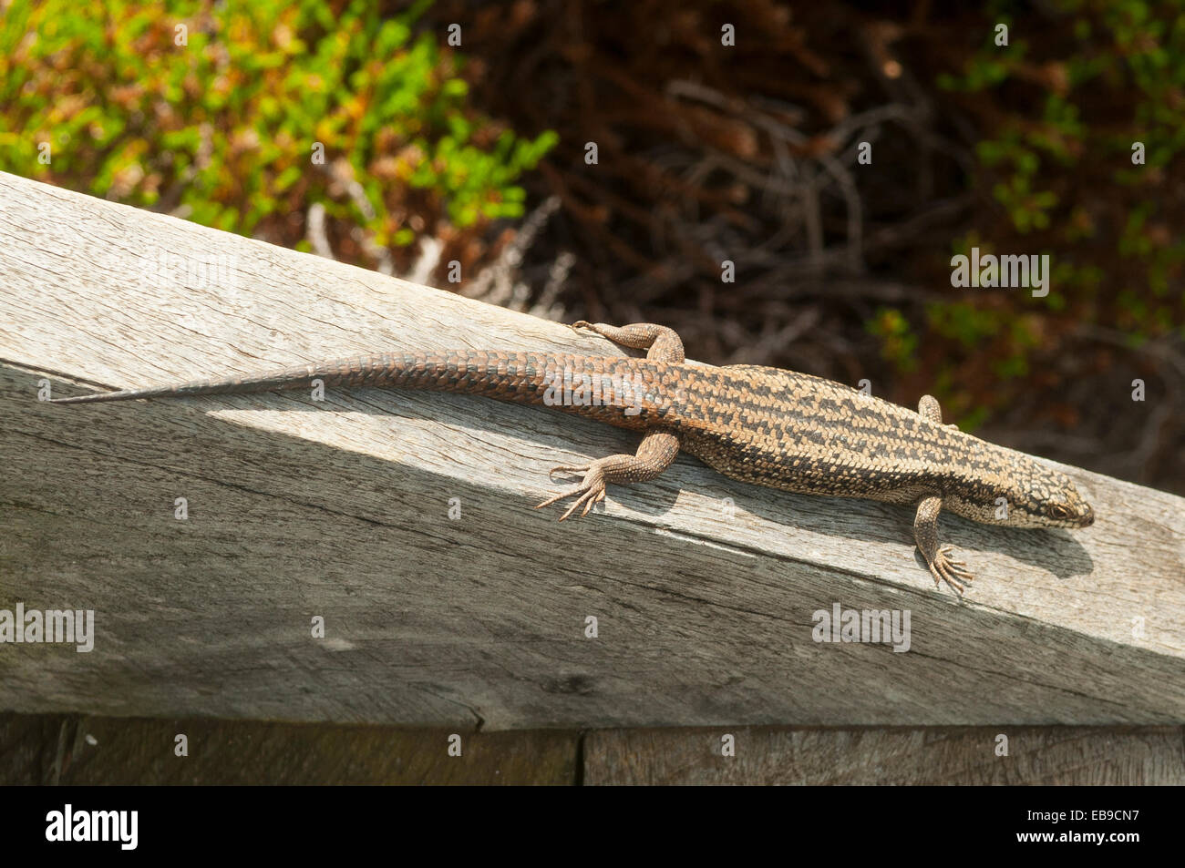 A sud-ovest della bocchetta a lancia Skink, Ergenia napoleonis in Torndirrup NP, WA, Australia Foto Stock
