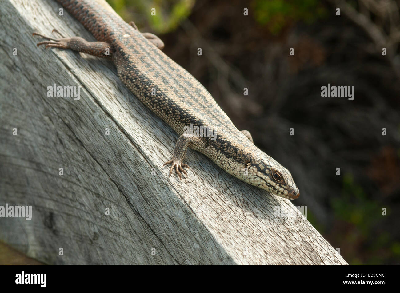 A sud-ovest della bocchetta a lancia Skink, Ergenia napoleonis in Torndirrup NP, WA, Australia Foto Stock