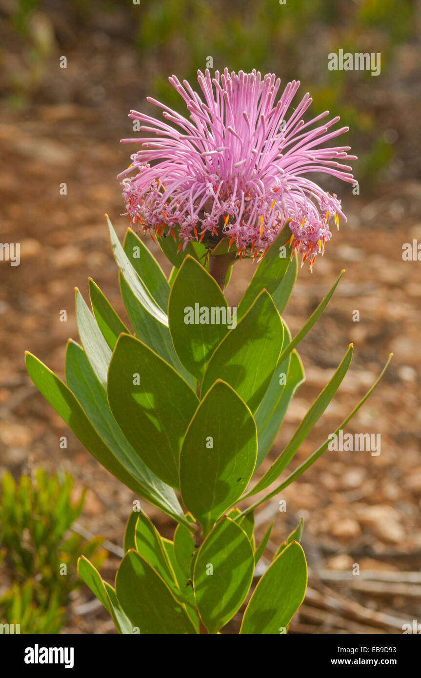 Isopogon latifolius, magnifica Coneflower nella gamma di Stirling NP, WA, Australia Foto Stock