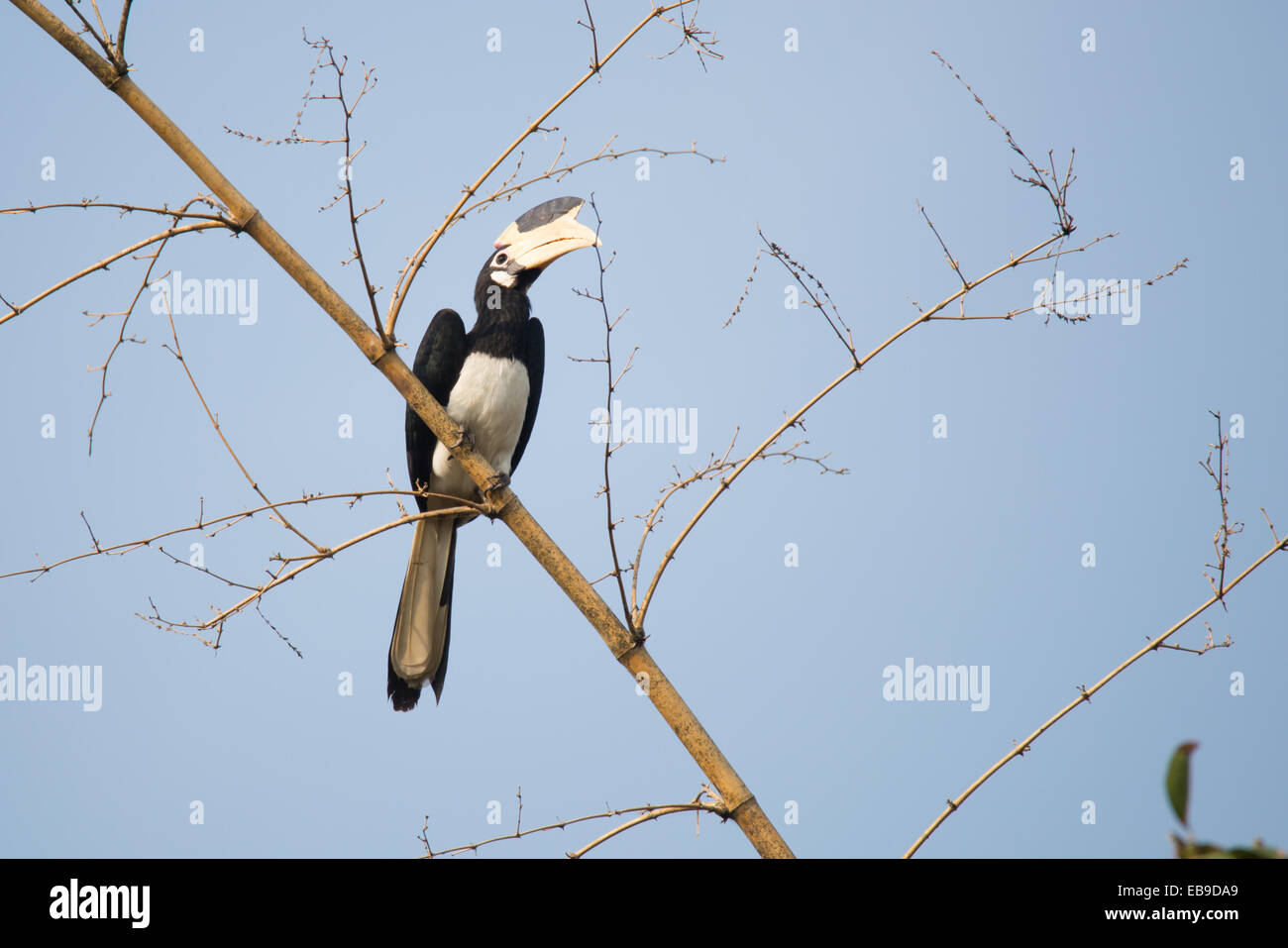 Il Malabar pied hornbill Foto Stock