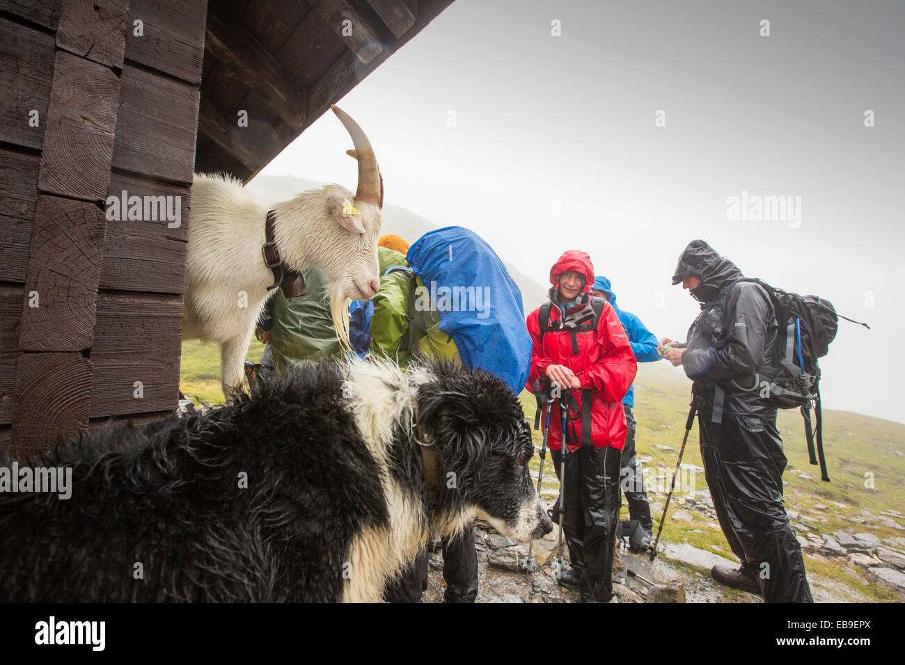 Walkers sul Tour du Mont Blanc condividi riparo dalla pioggia pesante con una capra sul Col du Bonhomme vicino a Les Contamines, sulle alpi francesi. Foto Stock