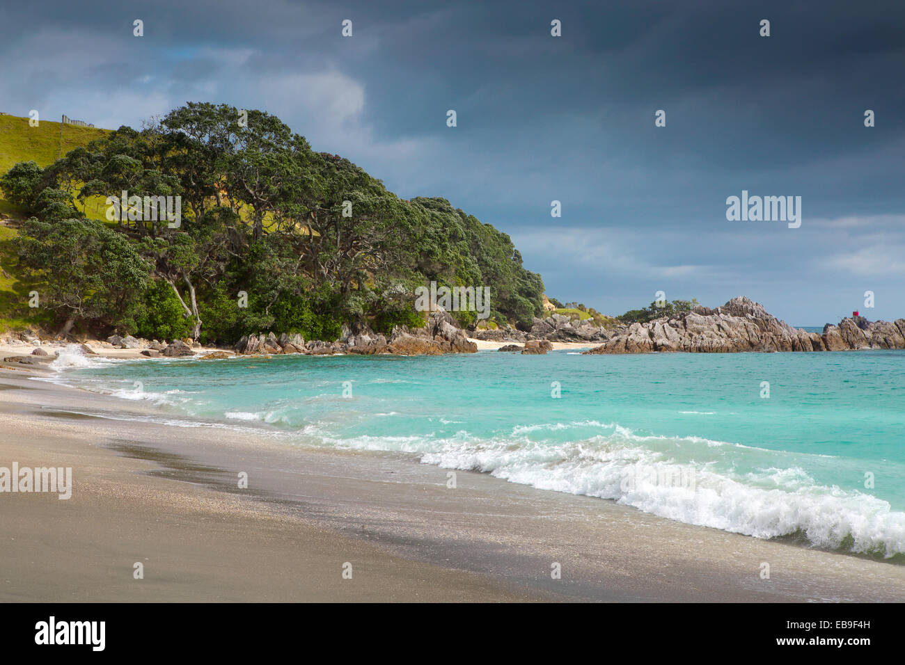 Alberi Pohutukawa fringe sabbiosa spiaggia idilliaca a Mount Maunganui, Nuova Zelanda Foto Stock