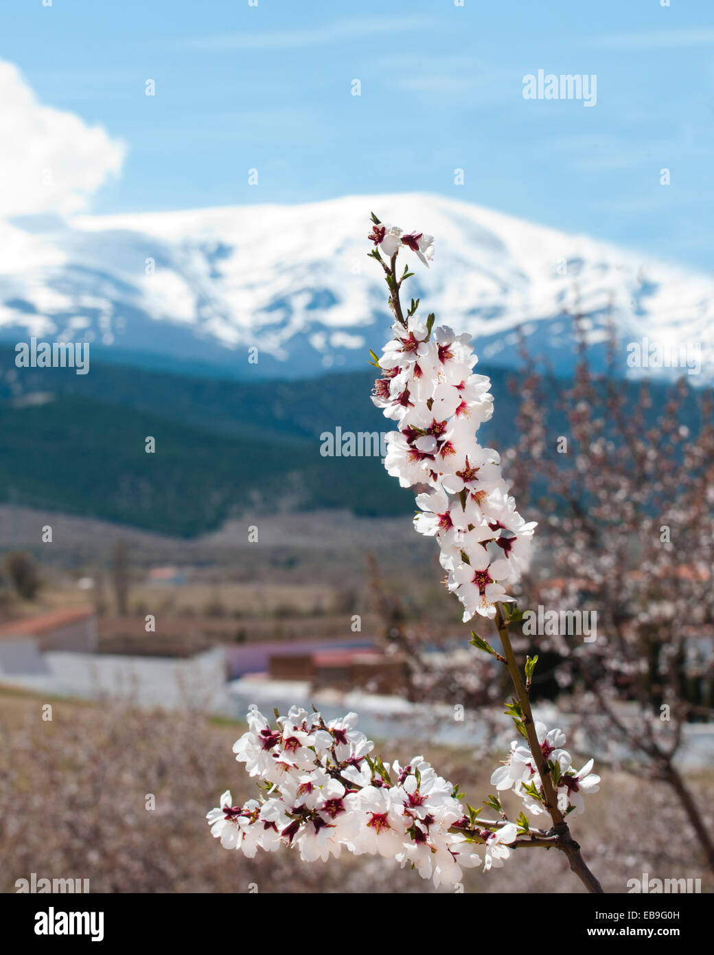 In primavera sbocciano i fiori di mandorla, Prunus dulcis, nella parte anteriore della coperta di neve a Sierra Nevada in Spagna meridionale. Foto Stock