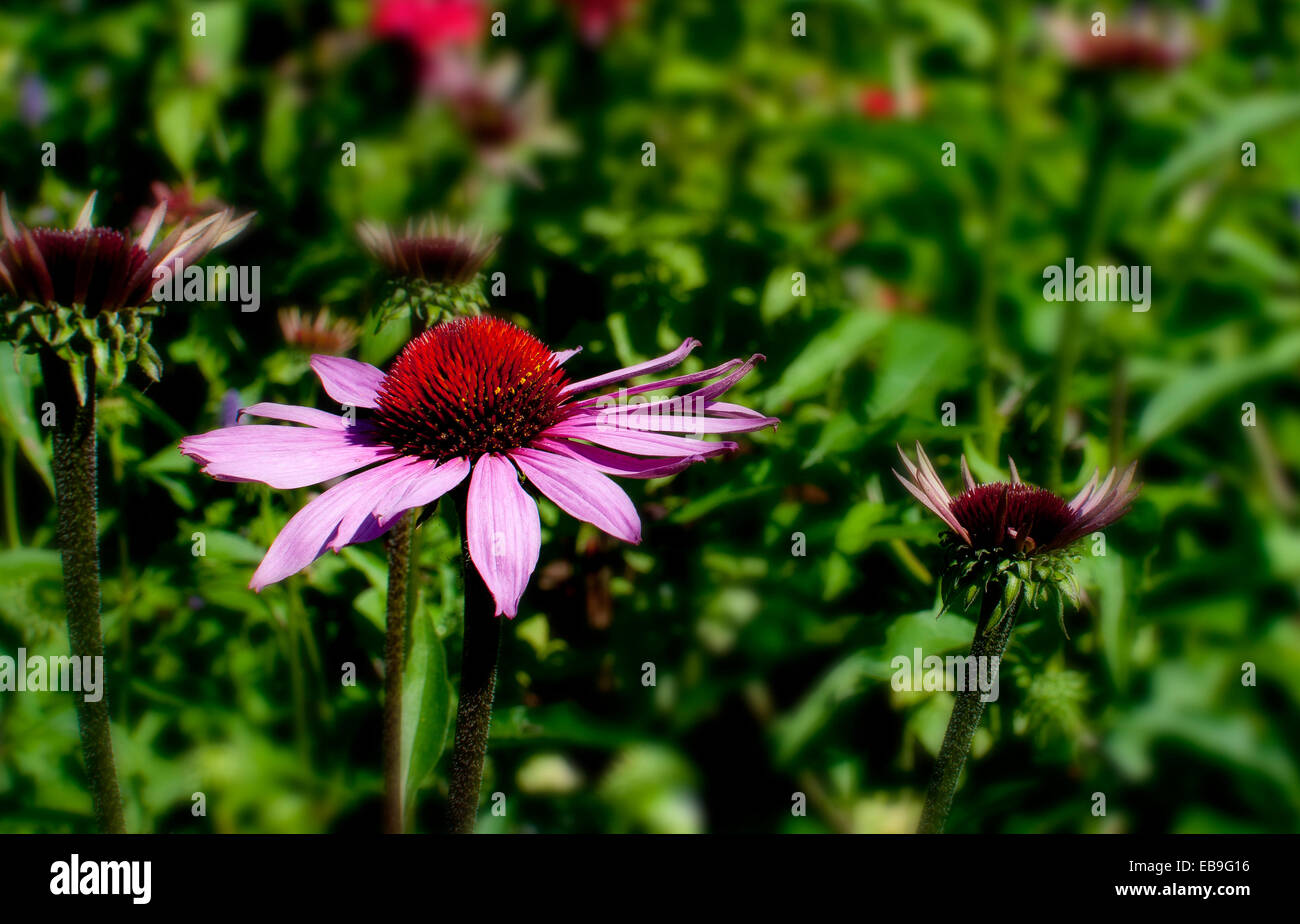 Echinacea (Robert Bloom) fiori in un giardino inglese in estate Foto Stock