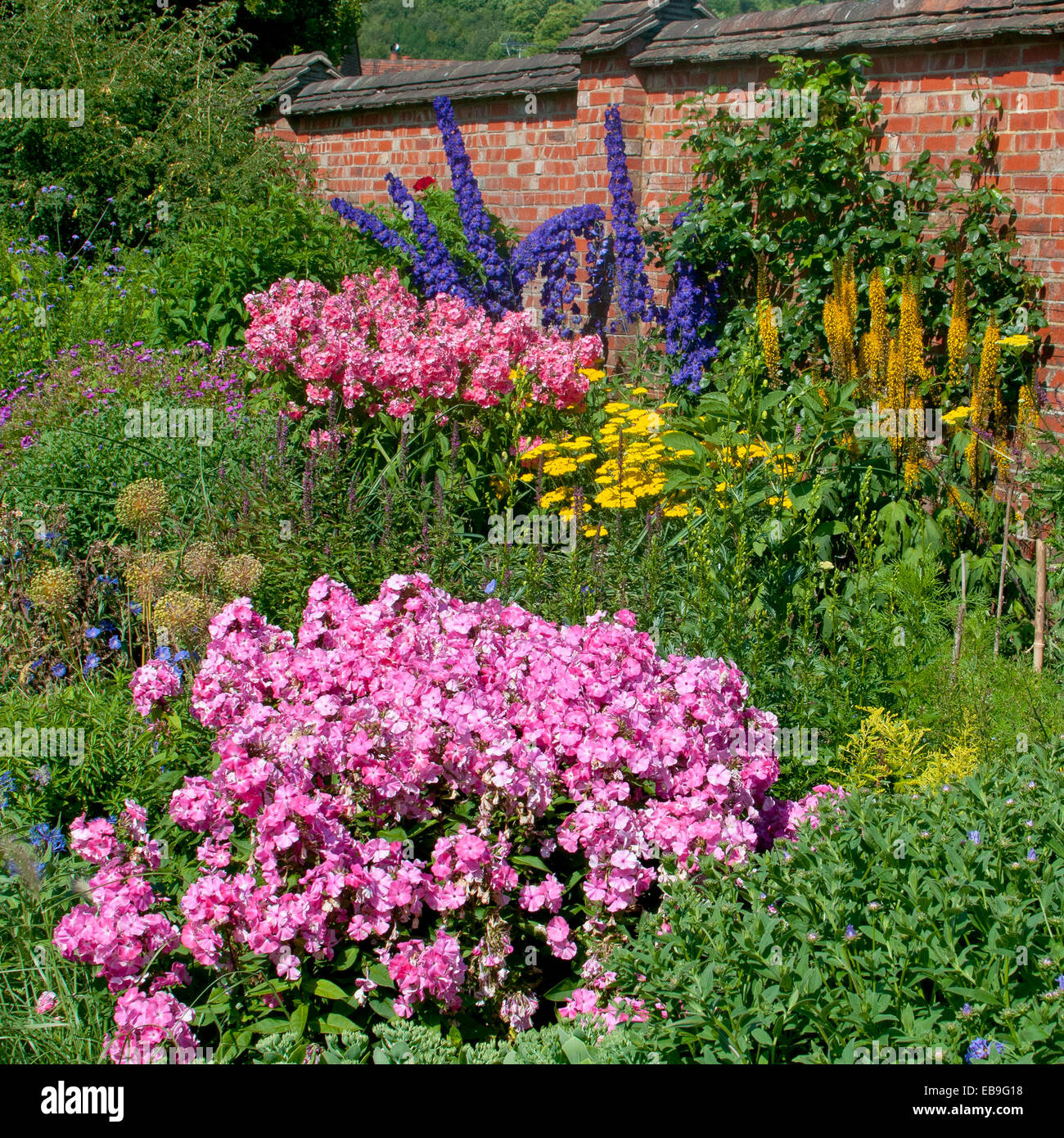 Impatiens rosa, blu Delphiniums, achillea gialla, fiori in una parete del giardino inglese in Inghilterra Foto Stock