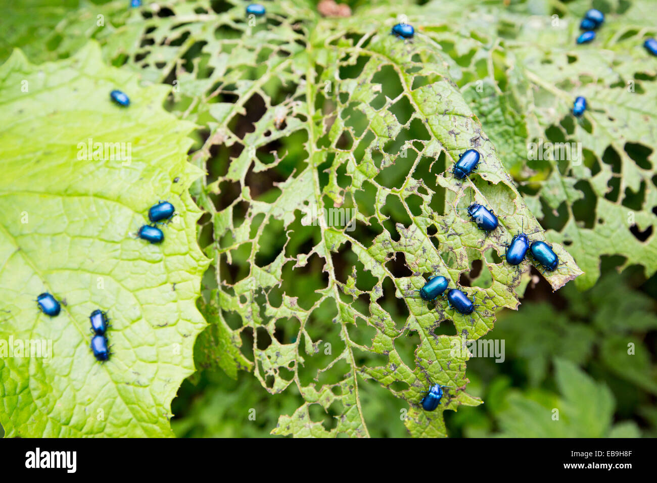 Lucido metallico coleotteri verde alimentare su foglie nelle Alpi Svizzere. Foto Stock