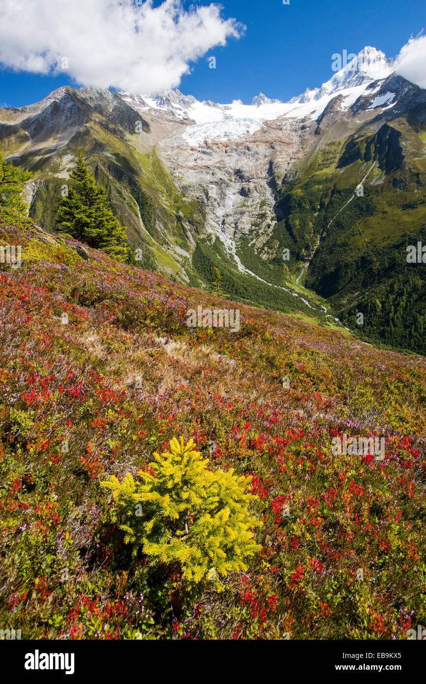 La Aiguillette des Posettes con piante di mirtillo europeo la colorazione fino in tarda estate, al di sopra di Chamonix, sulle Alpi francesi e il rapido ritirandosi Glacier du tour. Foto Stock