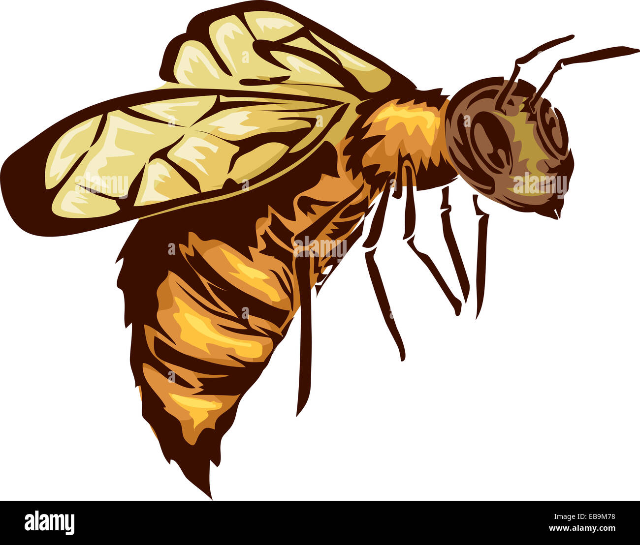 Illustrazione con un'ape Foto Stock