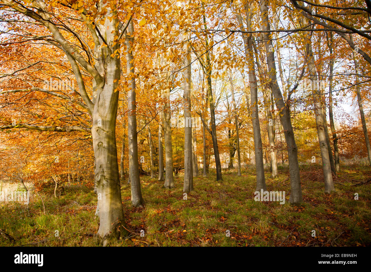Arancione marrone faggio Foglie di autunno Savernake Forest, Wiltshire, Inghilterra, Regno Unito Foto Stock