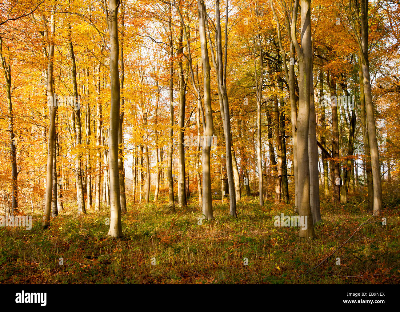 Arancione marrone faggio Foglie di autunno Savernake Forest, Wiltshire, Inghilterra, Regno Unito Foto Stock
