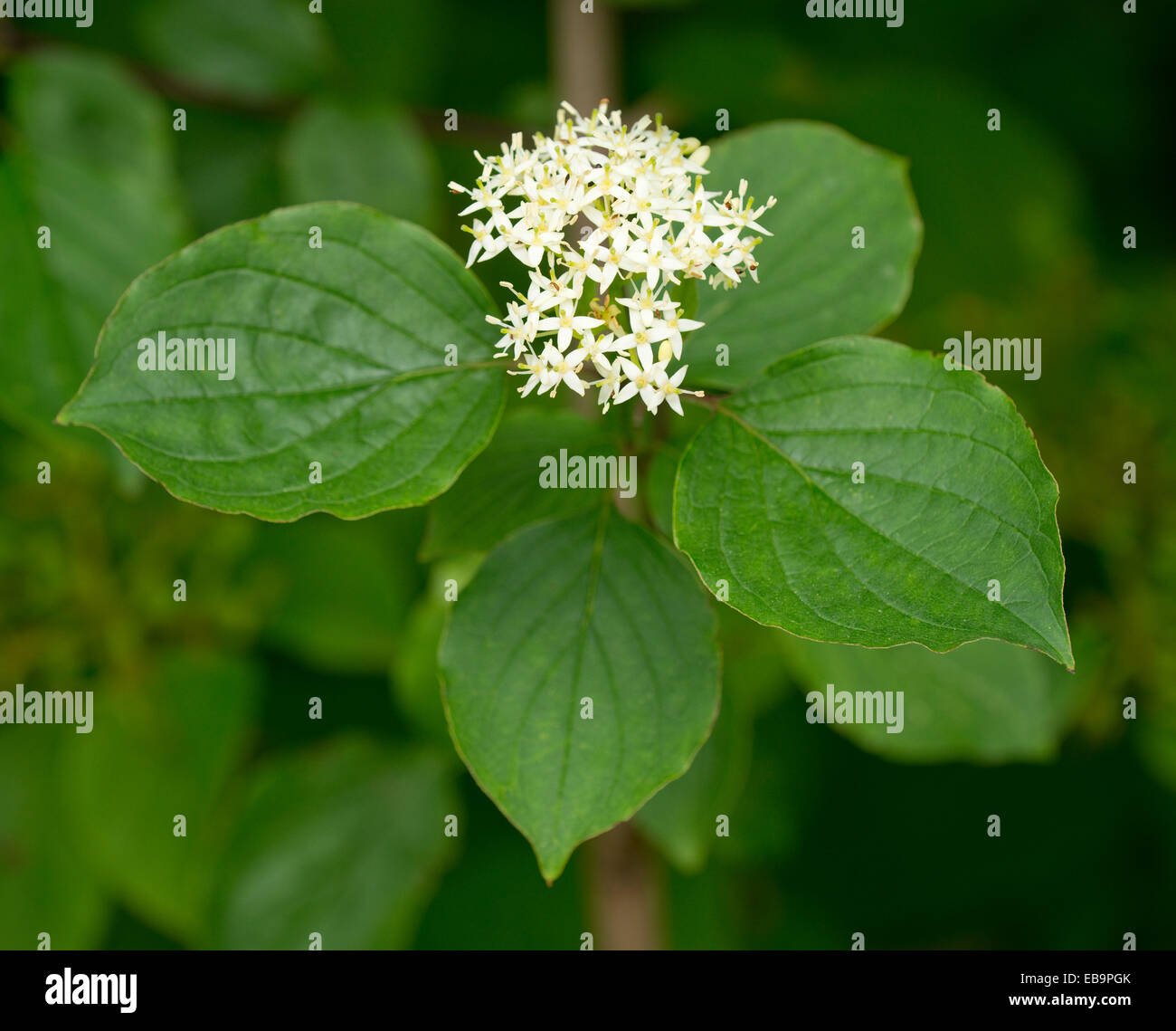 Sanguinella (Cornus sanguinea), fioritura corymb e fogliame, Turingia, Germania Foto Stock