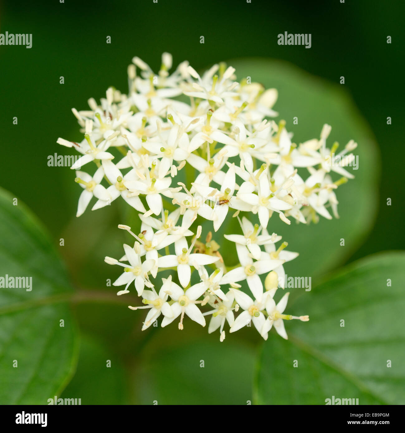 Sanguinella (Cornus sanguinea), fioritura corymb, Turingia, Germania Foto Stock