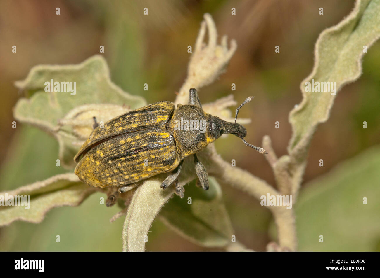 Fagiolo allungato curculione o muso Beetle (Lixus algirus), Paleocastro, Sérres, Macedonia, Grecia Foto Stock