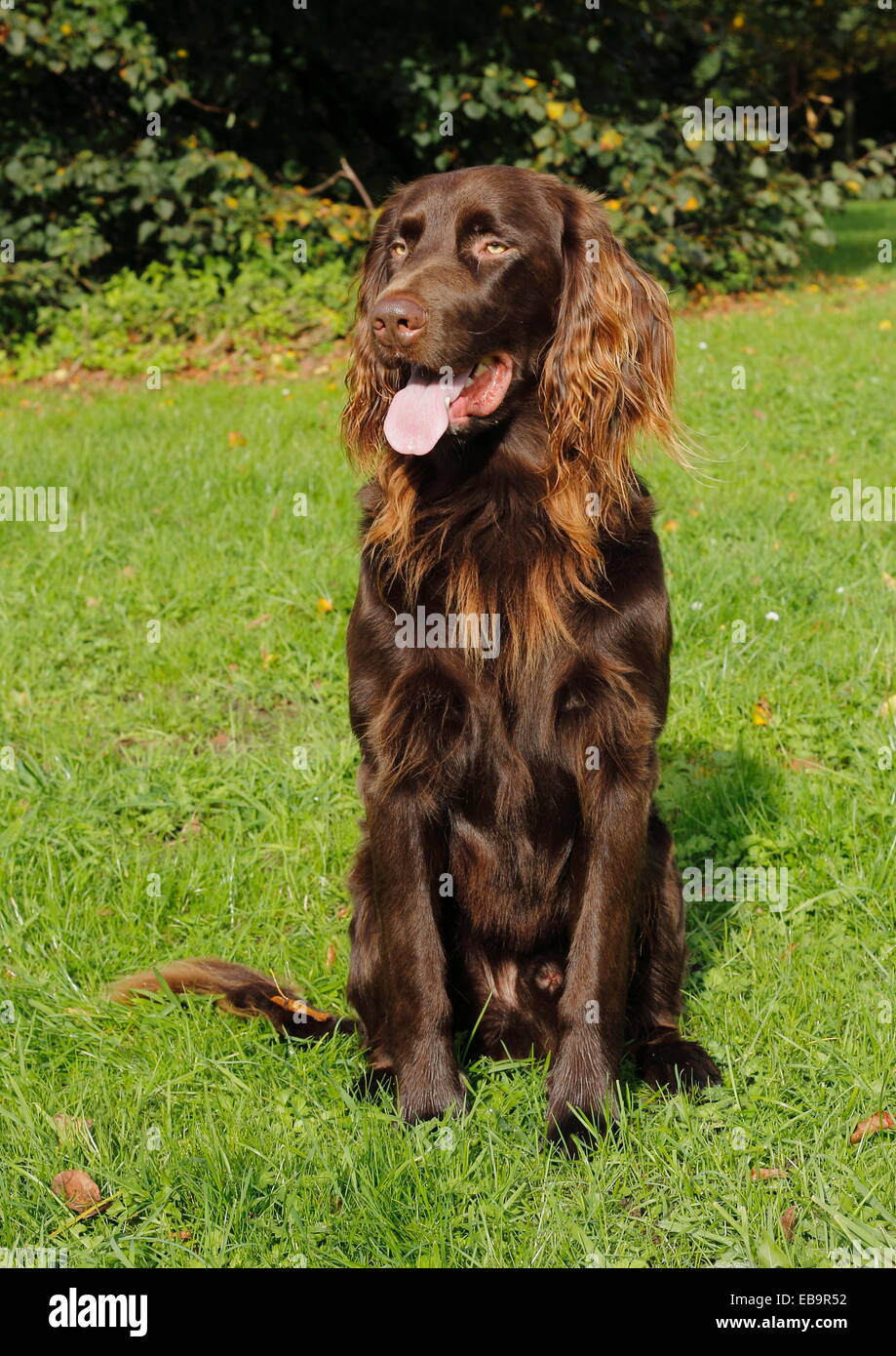 Il tedesco Longhaired puntatore, cane maschio, 3 anni Foto Stock