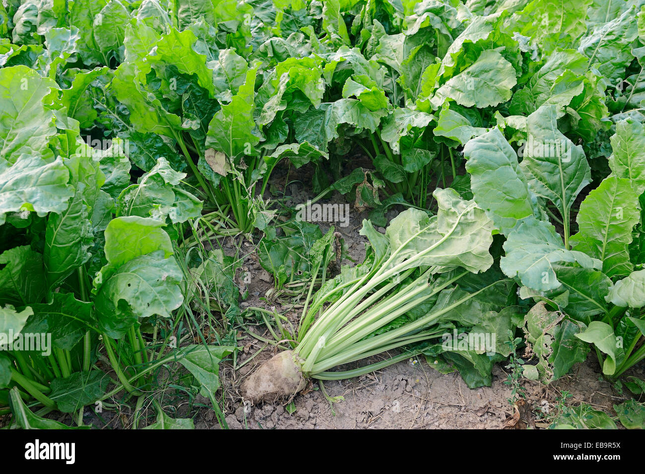 Barbabietole da zucchero (Beta vulgaris ssp. Vulgaris var altissima), Macedonia centrale, Grecia Foto Stock