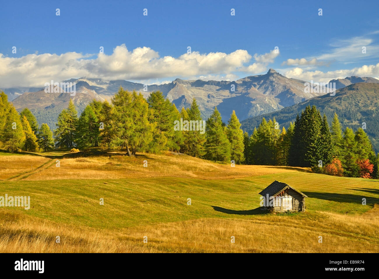 Paesaggio culturale con i larici in autunno, Alpi della Zillertal sul retro, Egger Mähder, Obernberg am Brenner, Tirolo, Austria Foto Stock