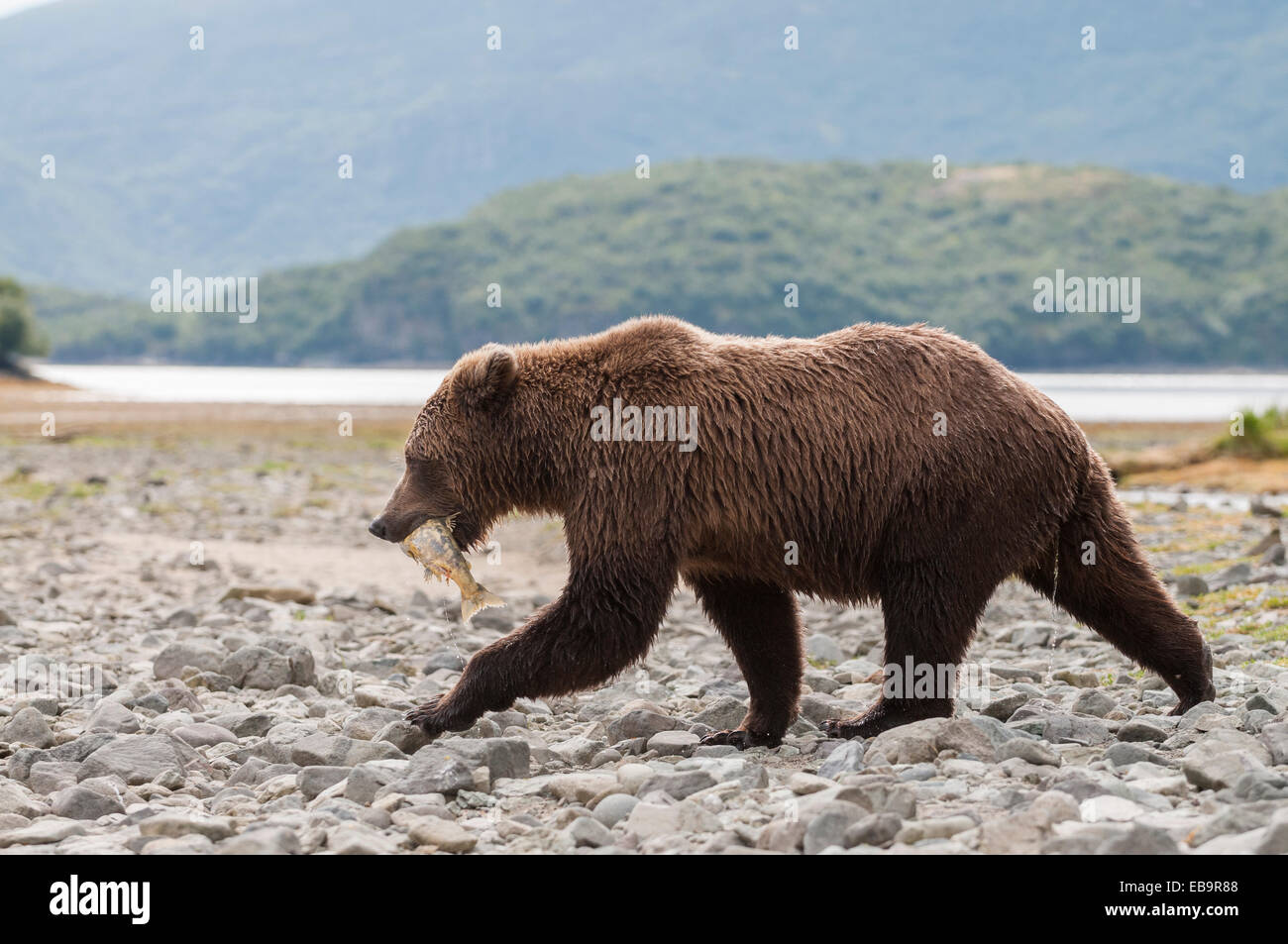 L'orso bruno (Ursus arctos) con pesce, Katmai National Park, Alaska, Stati Uniti Foto Stock