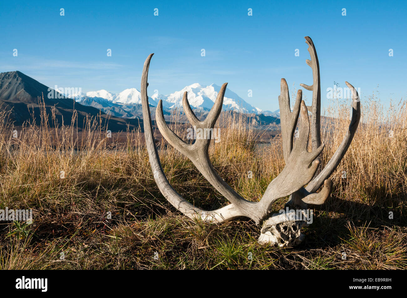 La renna palchi nella parte anteriore del monte McKinley, Parco Nazionale di Denali, Alaska, Stati Uniti Foto Stock