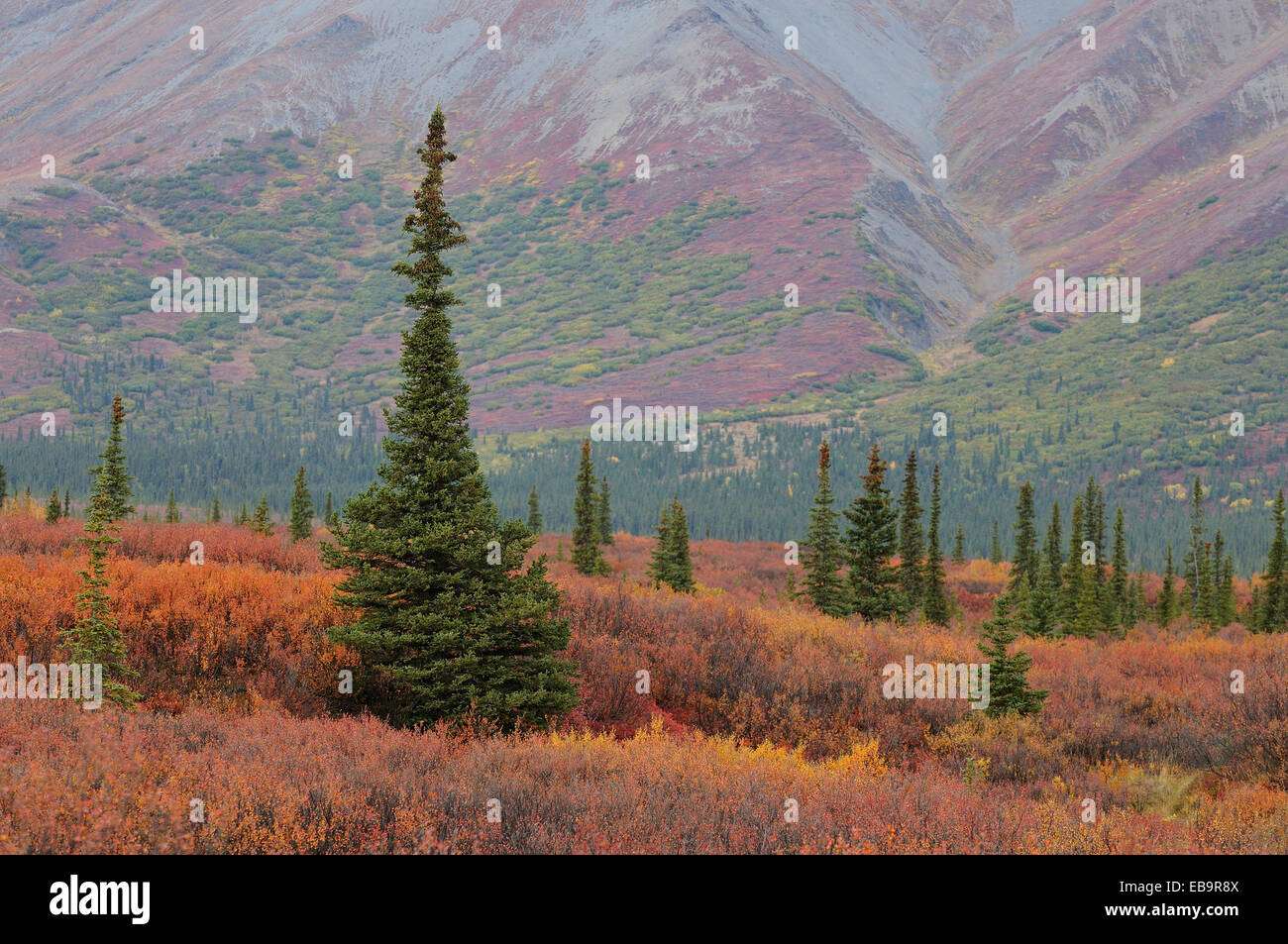 Tundra autunnale, Parco Nazionale di Denali, Alaska, Stati Uniti Foto Stock