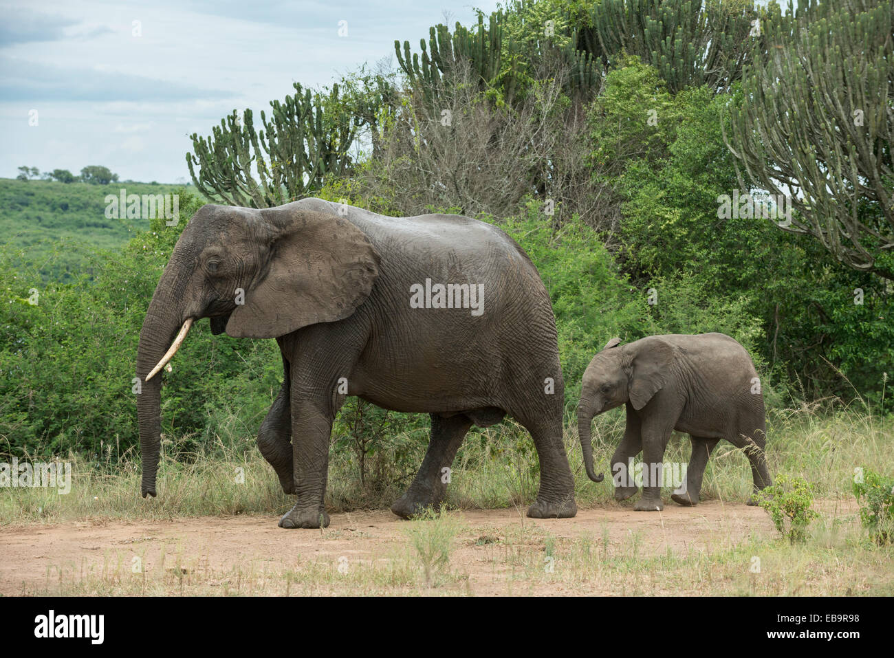 L'elefante africano (Loxodonta africana), femmina con vitello, Queen Elizabeth National Park, Uganda Foto Stock