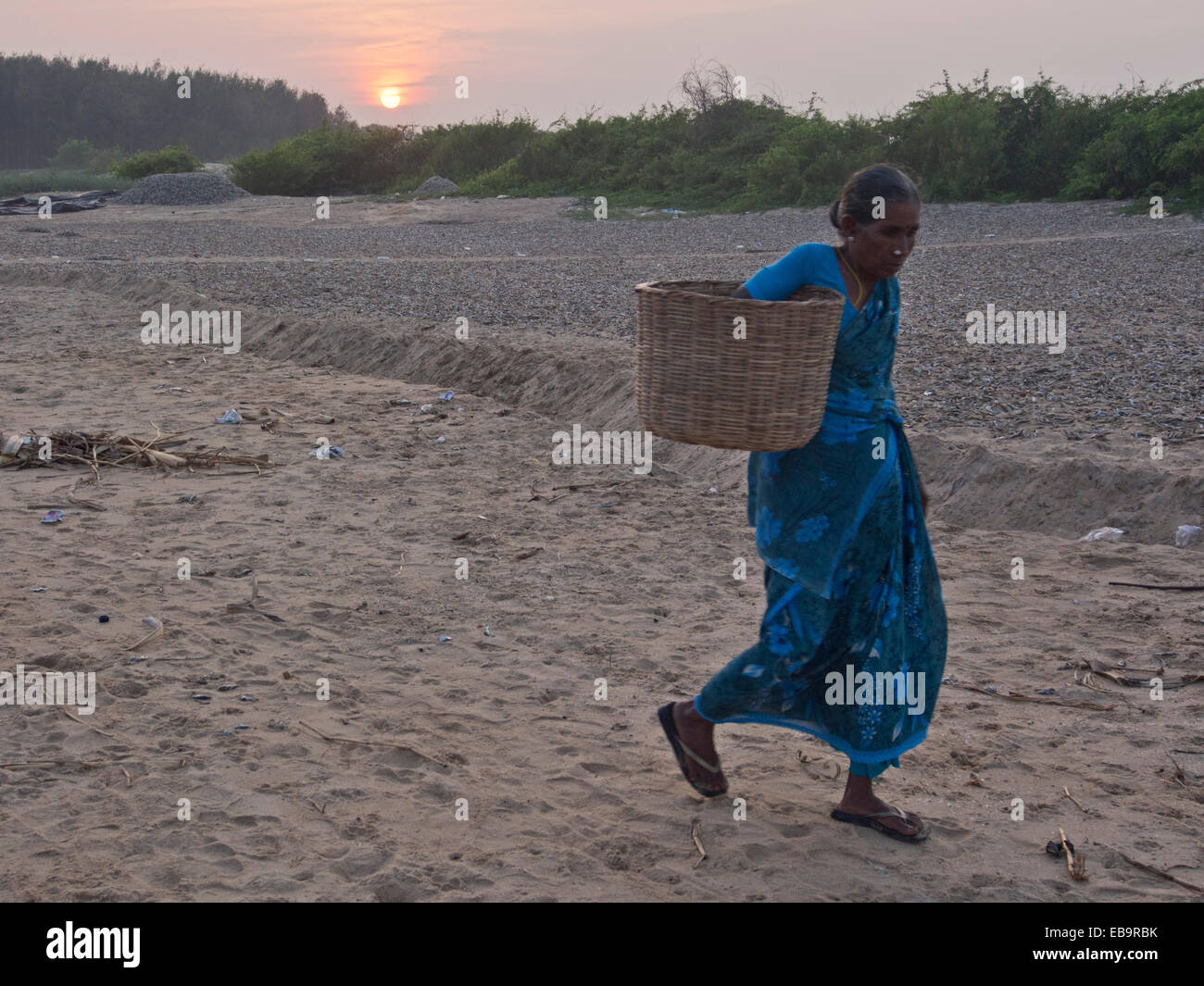 Donna che trasportano il pesce in un cestello sulla spiaggia in Tamil Nadu, India Foto Stock