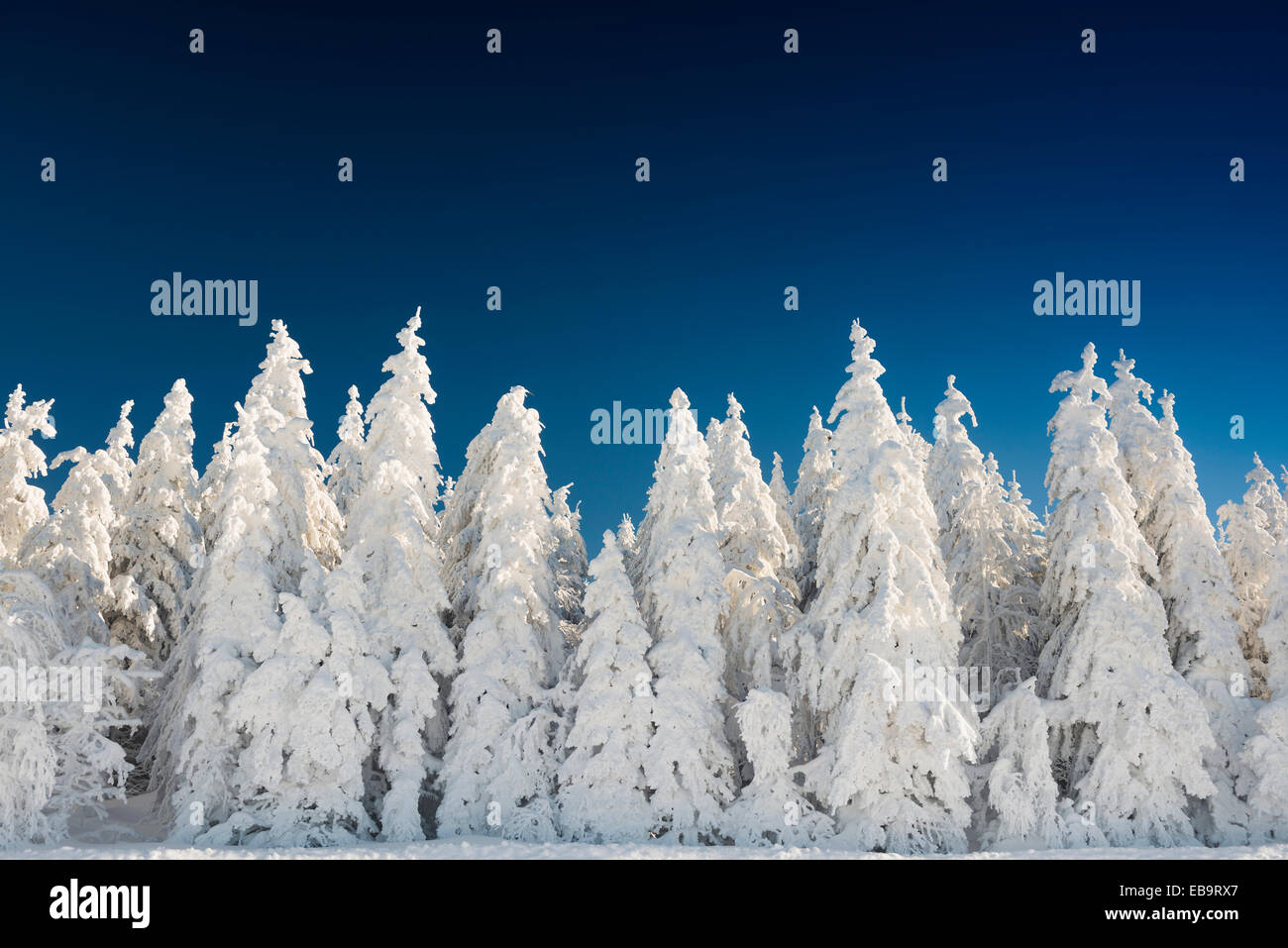 Paesaggio invernale con coperte di neve abeti, Schauinsland, Freiburg im Breisgau, Baden-Württemberg, Germania Foto Stock