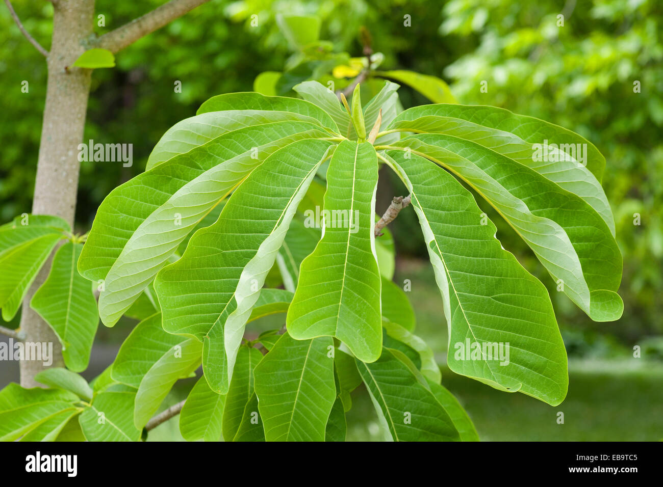 Cinese (Magnolia Magnolia officinalis var. biloba), foglie, piante ornamentali, Turingia, Germania Foto Stock