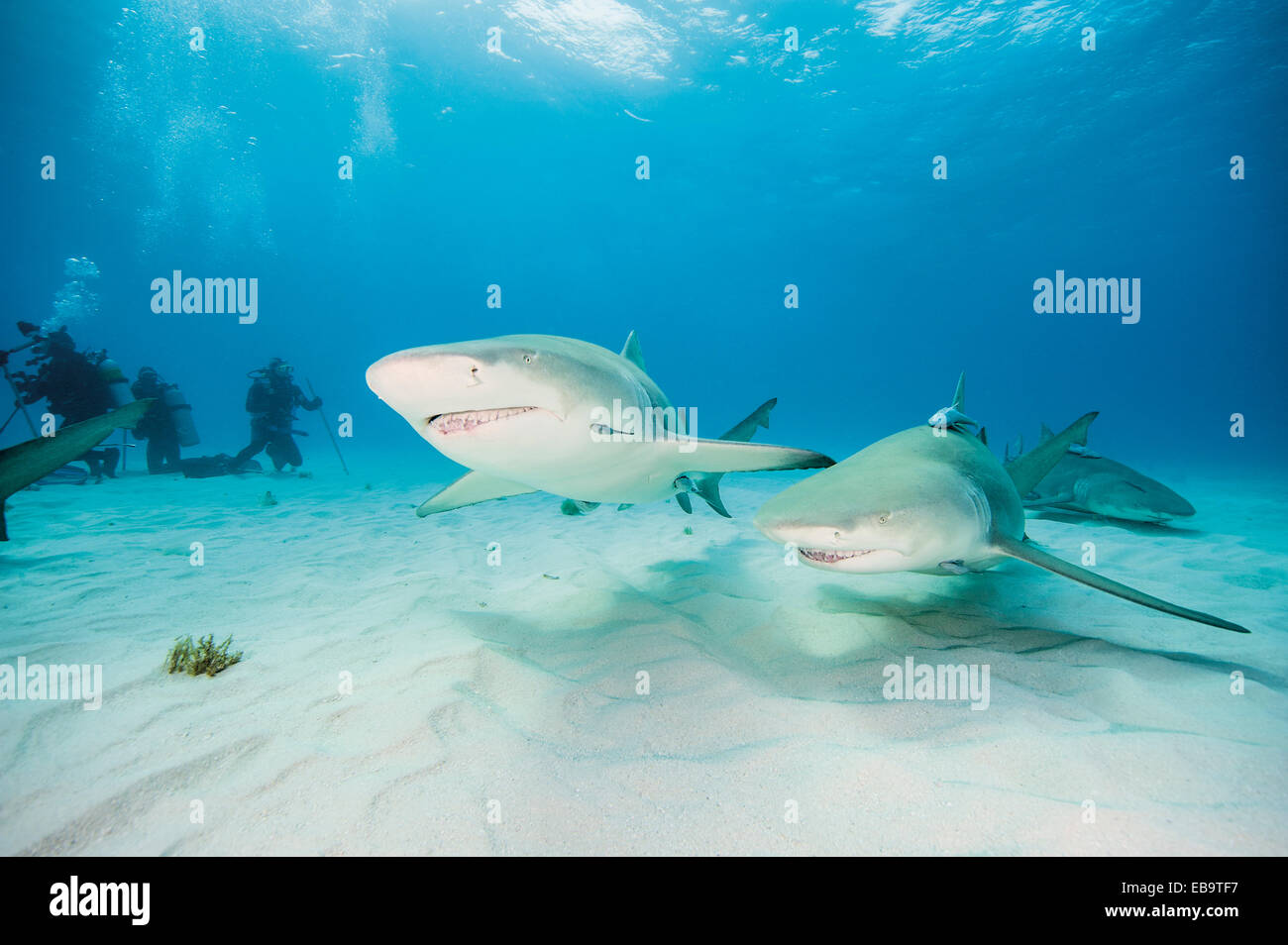 Due atlantico squalo limone (Negaprion brevirostris), Bahamas Foto Stock