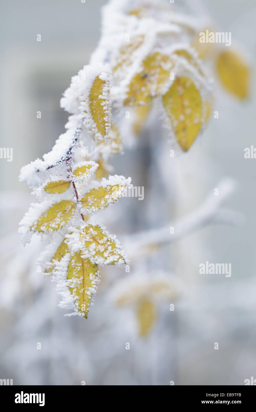 Bush foglie di giallo coperto con rime, tema di inverno Foto Stock
