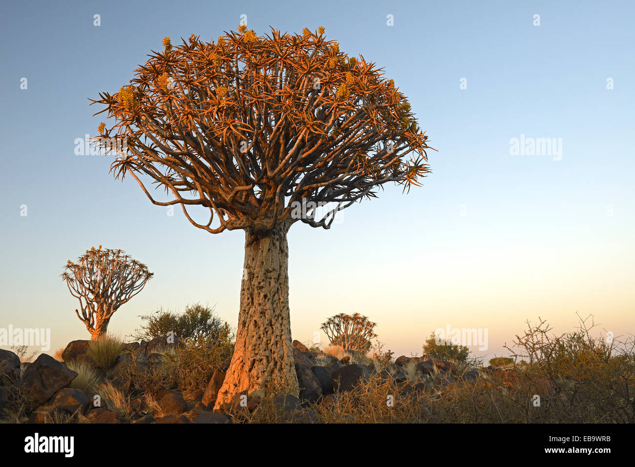 Faretra albero o Kocurboom (Aloe dichotoma) nella luce del mattino, Keetmanshoop, Karas Regione, Namibia Foto Stock