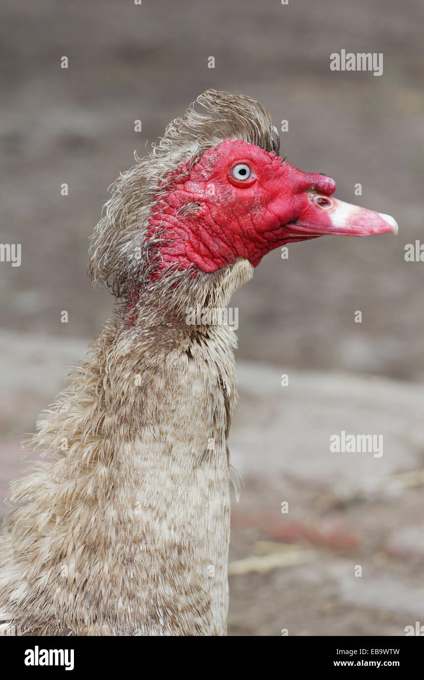 Anatra muta (Cairina moschata), Knittkuhl, Düsseldorf, Renania, Renania settentrionale-Vestfalia, Germania Foto Stock