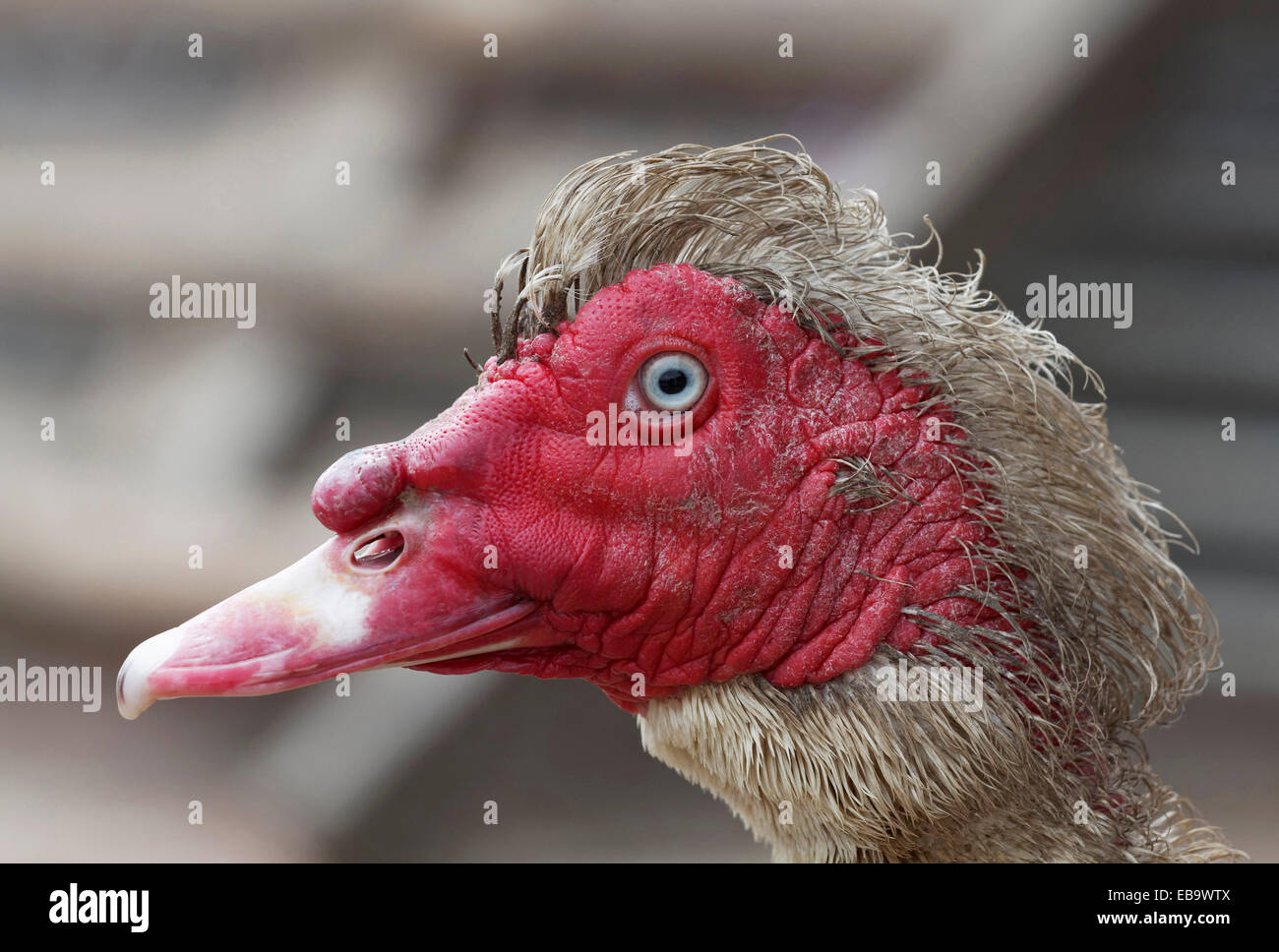 Anatra muta (Cairina moschata), ritratto, Knittkuhl, Düsseldorf, Renania, Renania settentrionale-Vestfalia, Germania Foto Stock