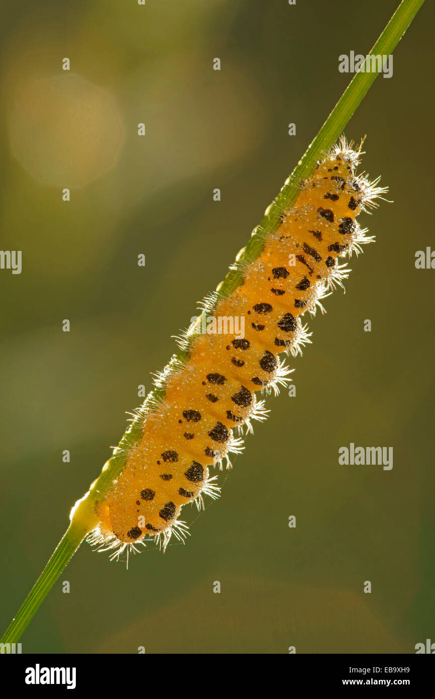 Caterpillar di sei spot Burnett (falena Zygaena filipendulae), Bad Hersfeld, Hesse, Germania Foto Stock