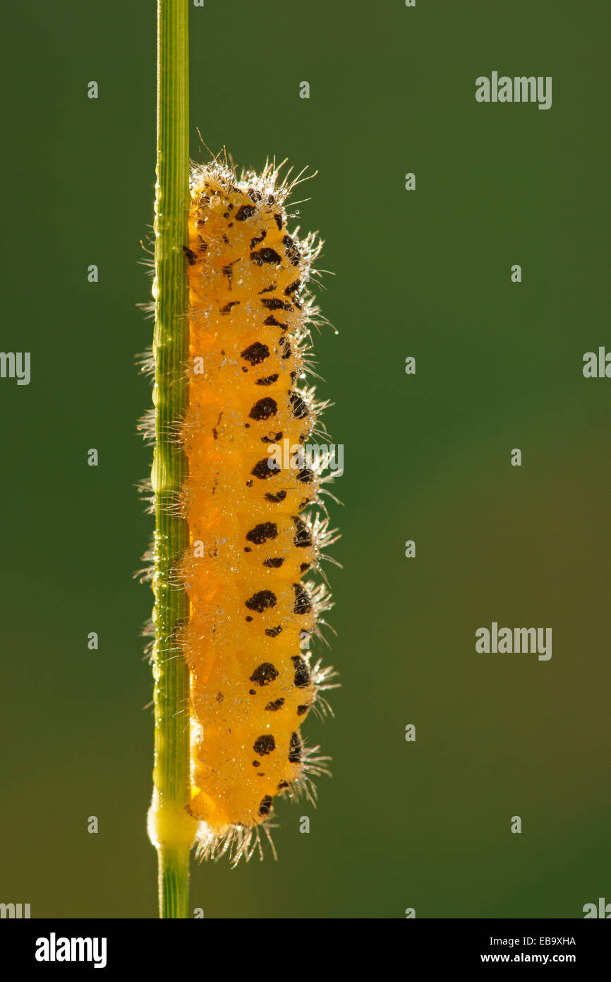 Caterpillar di sei spot Burnett (falena Zygaena filipendulae), Bad Hersfeld, Hesse, Germania Foto Stock