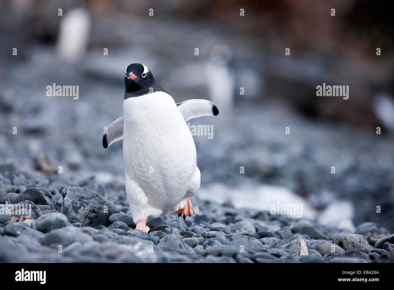 Pinguino Gentoo (Pygoscelis papua), penisola antartica, Antartide Foto Stock